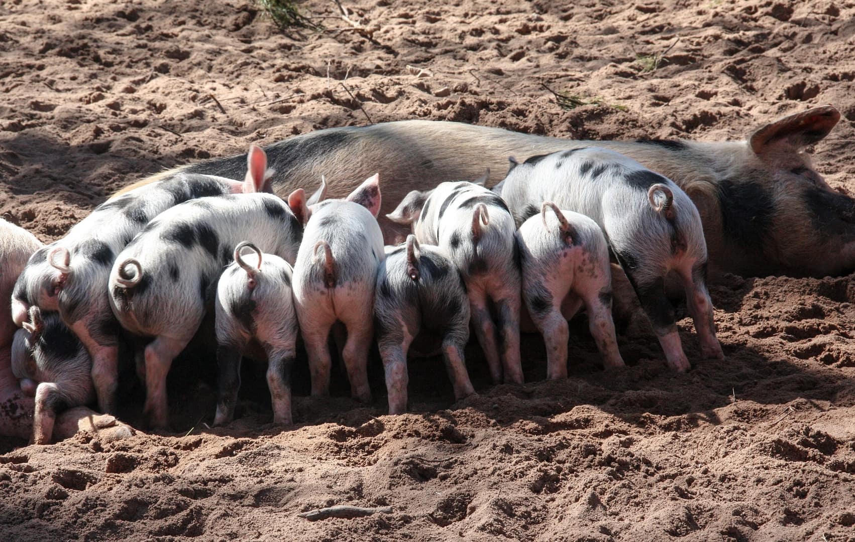 babypigs