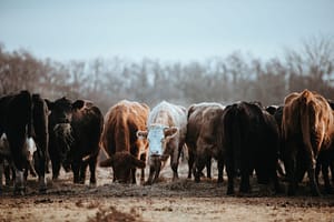 annie-spratt-jCsaWIosboI-unsplash